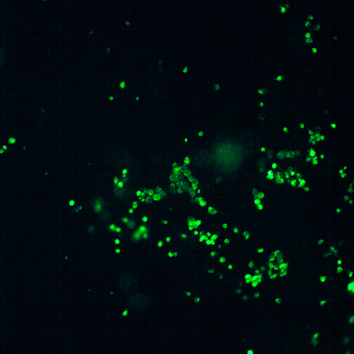 nanofibers nanofibers